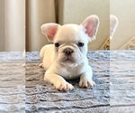 Small #4 French Bulldog
