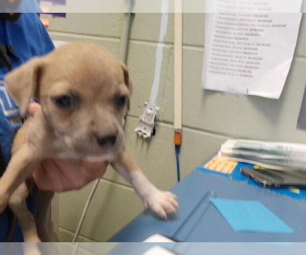 Medium Photo #1 Mutt Puppy For Sale in Tulsa, OK, USA