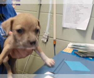 Mutt Dogs for adoption in Tulsa, OK, USA