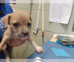 Small Mutt