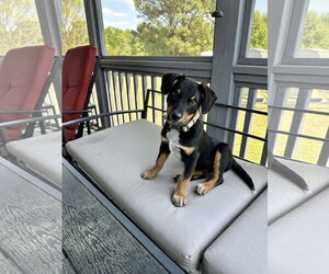 Mutt Dogs for adoption in Garner, NC, USA