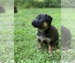 Small #12 German Shepherd Dog