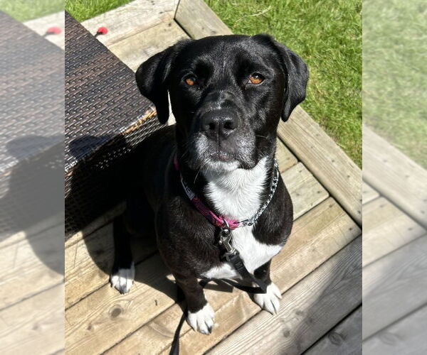 Medium Photo #1 Boxador Puppy For Sale in Dana Point, CA, USA