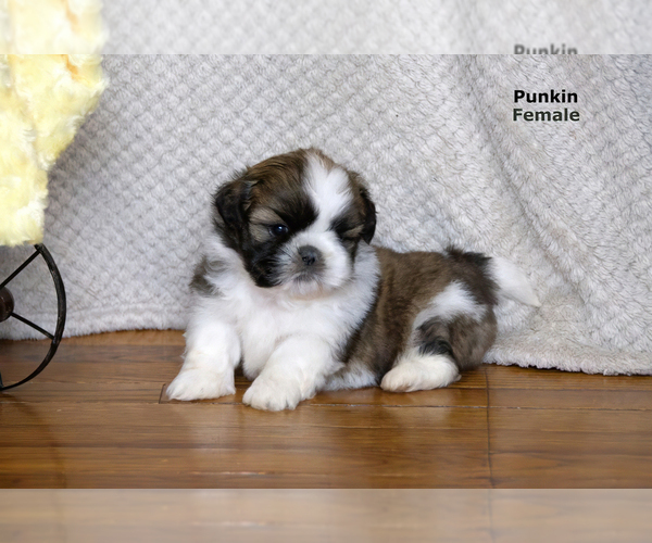 Medium Photo #22 Shih Tzu Puppy For Sale in CLARE, MI, USA