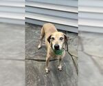 Small #4 Mutt
