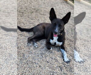 Mutt Dogs for adoption in Shreveport, LA, USA