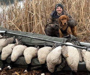 Father of the Golden Retriever puppies born on 02/06/2026