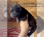 Small Photo #1 French Bulldog Puppy For Sale in UNIVERSAL CITY, CA, USA