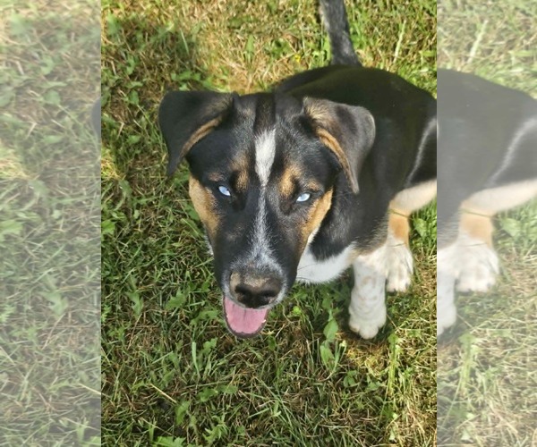 Medium Photo #3 German Shepherd Dog-Unknown Mix Puppy For Sale in Cliffwood, NJ, USA