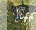 Small #2 German Shepherd Dog Mix