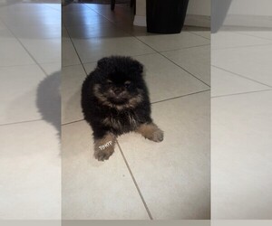 Pomeranian Puppy for sale in LEHIGH ACRES, FL, USA