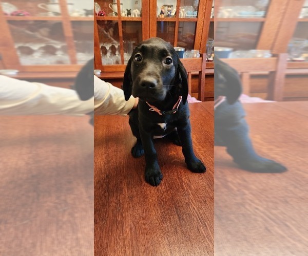 Medium Photo #1 Labrador Retriever Puppy For Sale in GAITHERSBURG, MD, USA