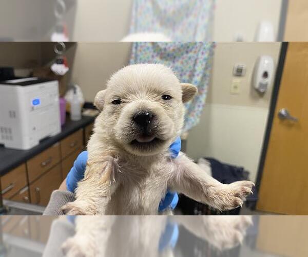 Medium Photo #1 Chihuahua-Unknown Mix Puppy For Sale in Modesto, CA, USA