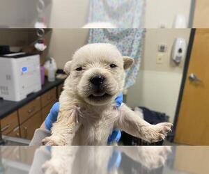 Chihuahua-Unknown Mix Dogs for adoption in Modesto, CA, USA