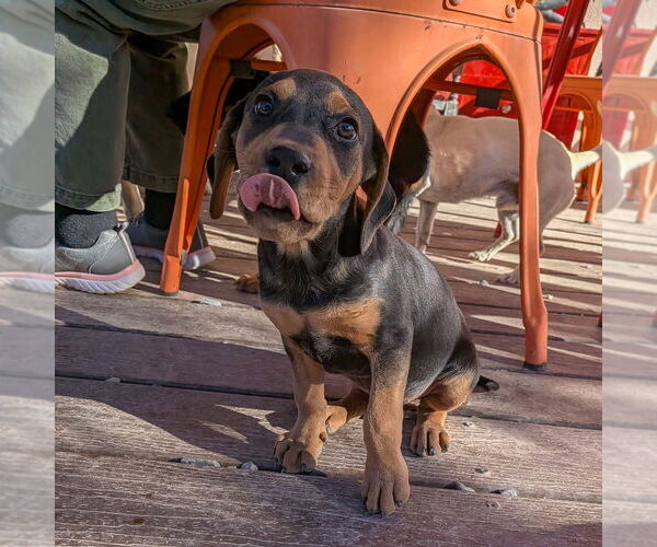 Medium Photo #3 Mutt Puppy For Sale in Vail, AZ, USA