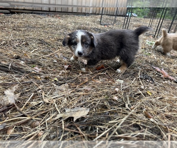 Medium Photo #5 Aussie-Corgi Puppy For Sale in ESPERANCE, NY, USA