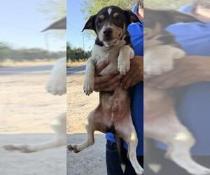 Chihuahua-Unknown Mix Dogs for adoption in San Antonio, TX, USA