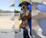 Small Chihuahua Mix