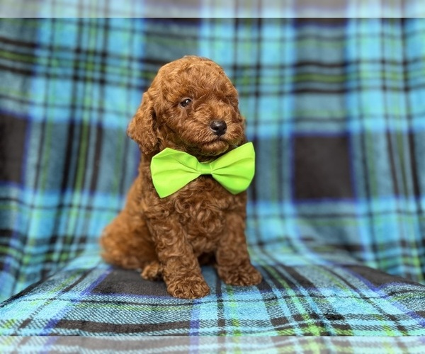 Medium Photo #2 Goldendoodle (Miniature) Puppy For Sale in LAKELAND, FL, USA
