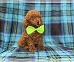 Small #1 Goldendoodle (Miniature)