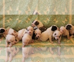 Small Photo #28 American Bulldog Puppy For Sale in MECHANICSVILLE, VA, USA