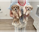 Small #11 Maltipoo