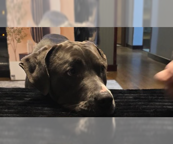 Medium Photo #4 Mutt Puppy For Sale in Evansville, IN, USA