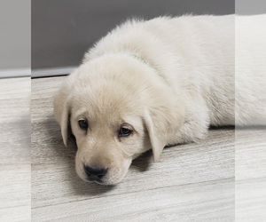 Medium Labrador Retriever
