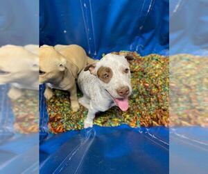 Mutt Dogs for adoption in Chula Vista, CA, USA