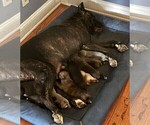 Small #1 Cane Corso