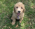 Puppy Lillie Goldendoodle-Poodle (Standard) Mix