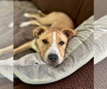 Small #3 Labrador Retriever Mix