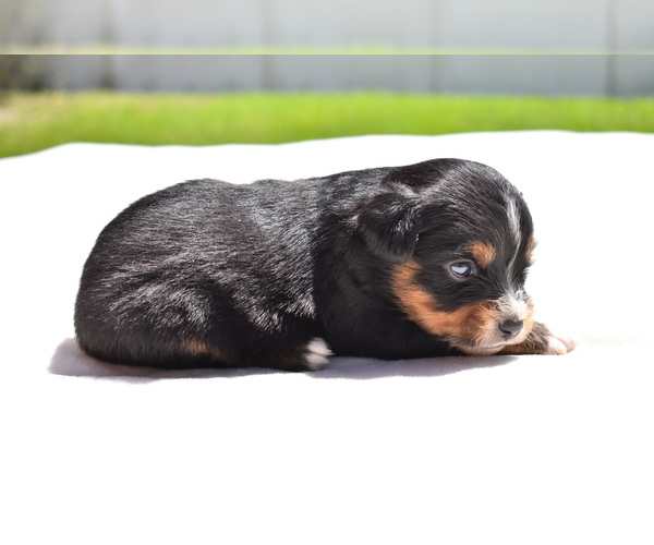 Medium Photo #4 Miniature American Shepherd Puppy For Sale in PALM COAST, FL, USA