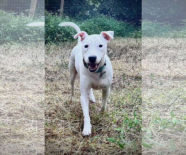 Medium Photo #5 Mutt Puppy For Sale in Holly Springs, NC, USA