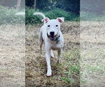 Small #4 Mutt