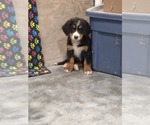Puppy Sue Bernese Mountain Dog
