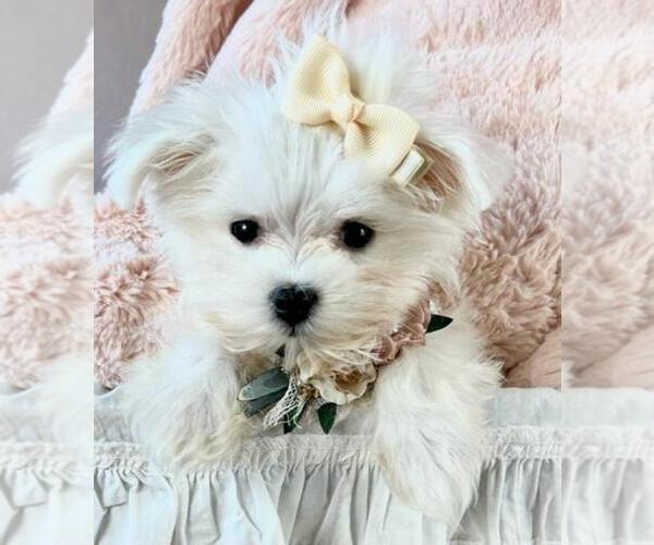 Medium Photo #13 Maltese Puppy For Sale in WINTER PARK, FL, USA
