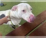 Small #1 American Pit Bull Terrier