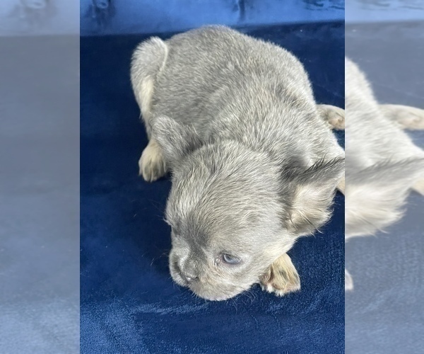 Medium Photo #6 French Bulldog Puppy For Sale in CORPUS CHRISTI, TX, USA
