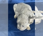 Small Photo #6 French Bulldog Puppy For Sale in CORPUS CHRISTI, TX, USA