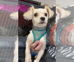 Small #3 Shih Tzu Mix