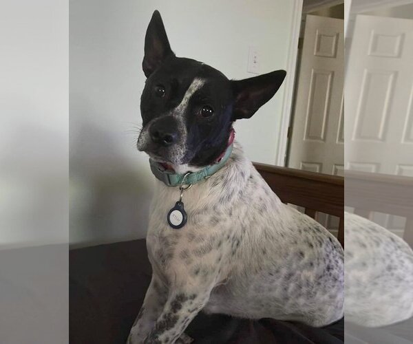 Medium Photo #6 Mutt Puppy For Sale in Derwood, MD, USA