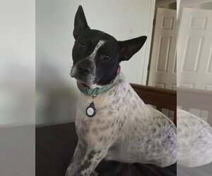 Spotty - Male Mutt Dog for Adoption - Photo #6