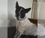 Small #5 Mutt