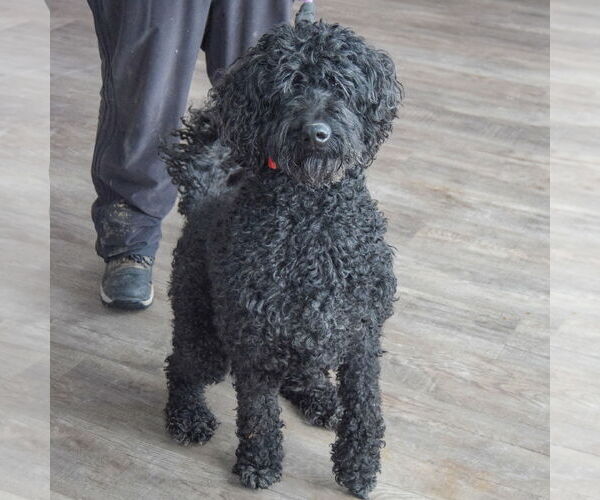 Medium Photo #4 Goldendoodle Puppy For Sale in Huntley, IL, USA