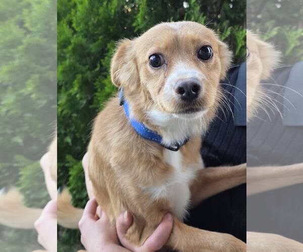 Medium Photo #2 Pomeranian-Unknown Mix Puppy For Sale in Mukwonago, WI, USA