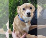Small #1 Pomeranian Mix