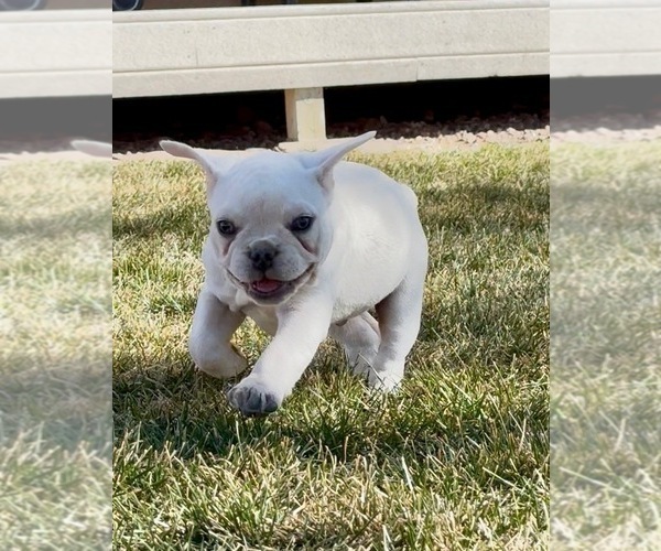 Medium Photo #3 French Bulldog Puppy For Sale in PUEBLO, CO, USA