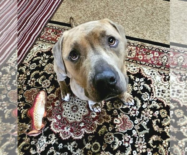 Medium Photo #3 Mutt Puppy For Sale in Evansville, IN, USA
