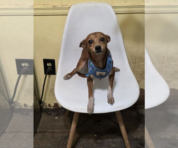 Medium Photo #32 Rat-Cha Puppy For Sale in Wakefield, RI, USA